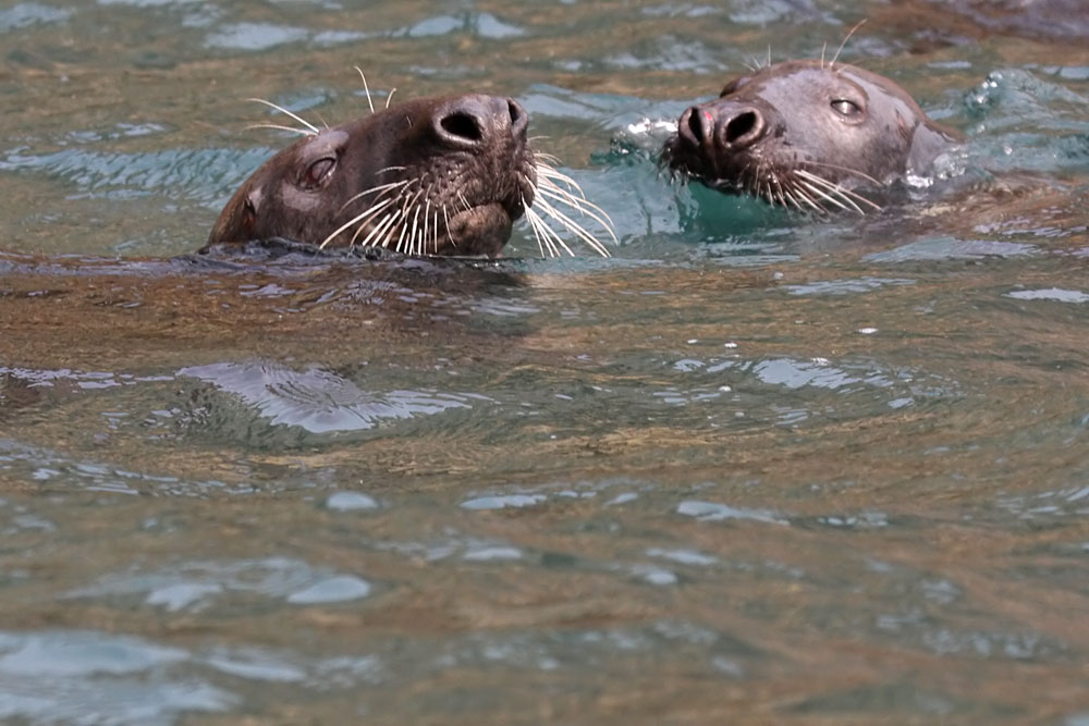 seals at ramsey island