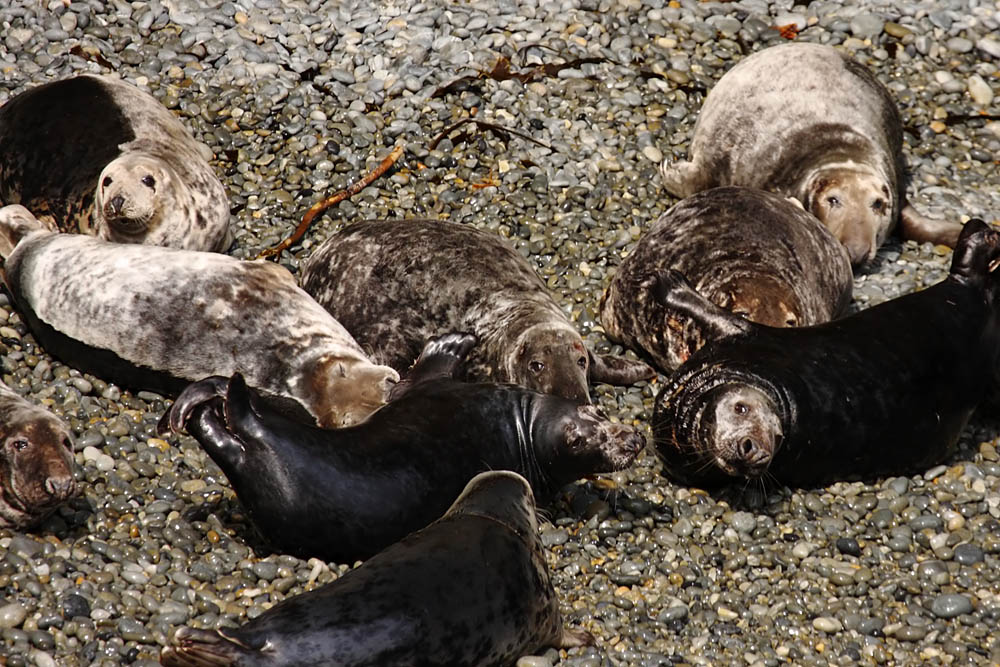 seals at ramsey island