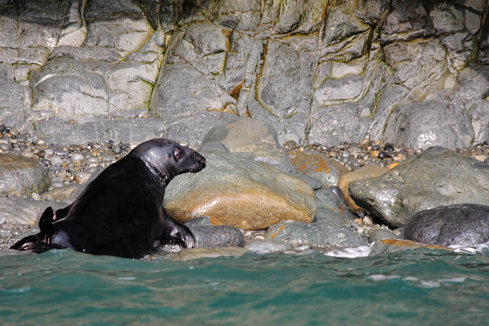 seals at ramsey island