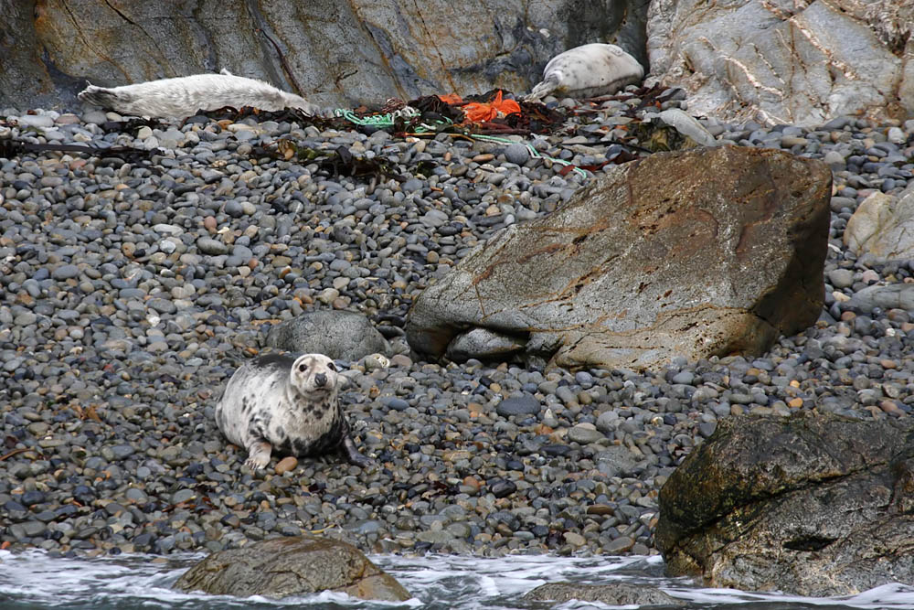 seals at ramsey island