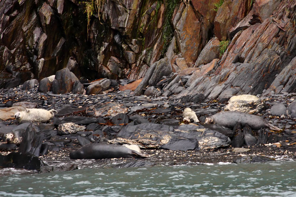 seals at ramsey island