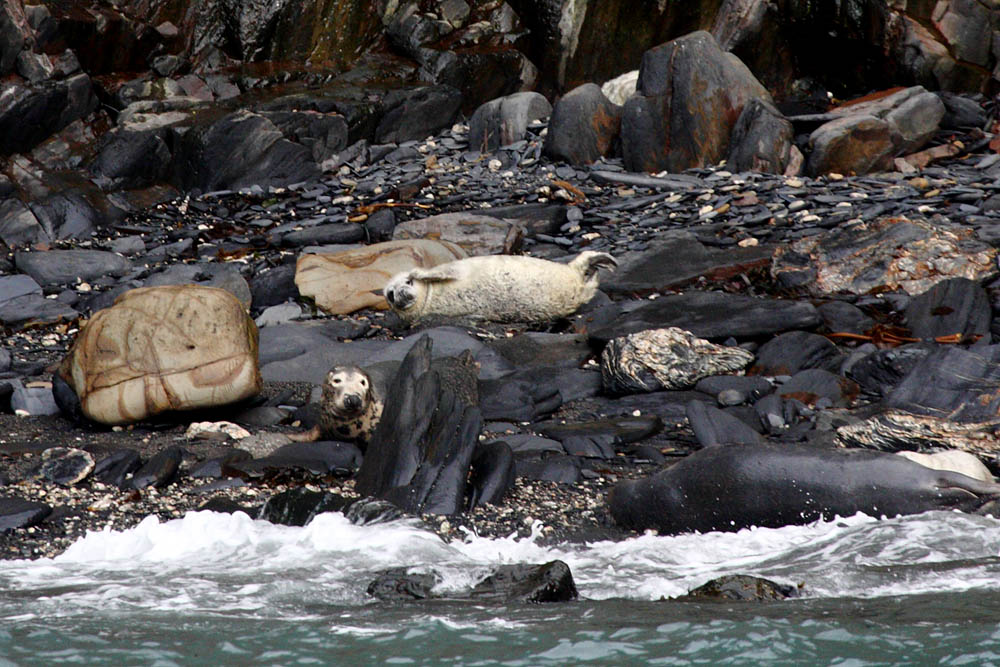 seals at ramsey island