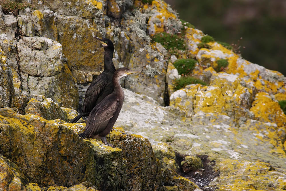 shags at ramsey island