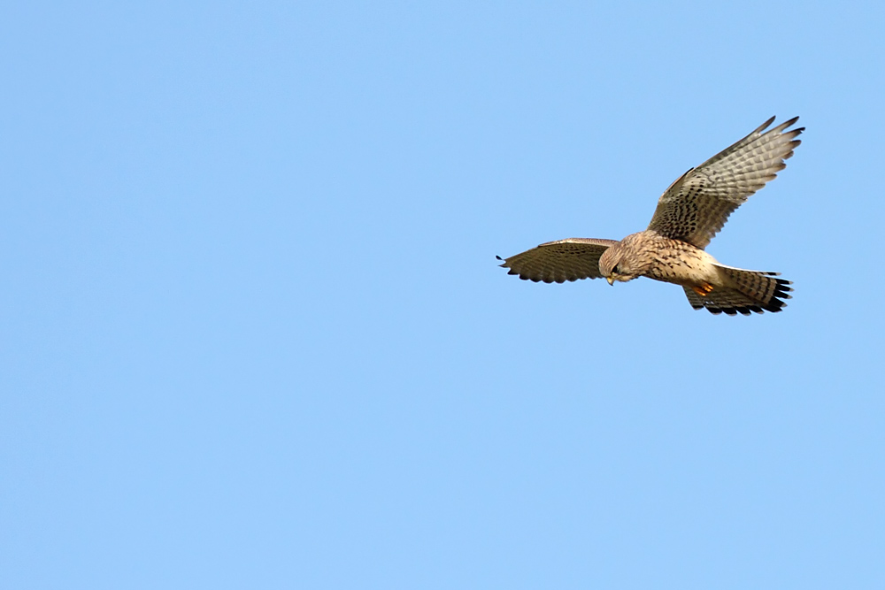 kestrel