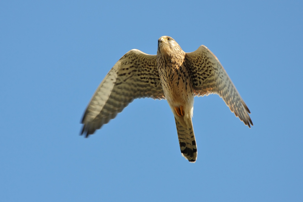 kestrel