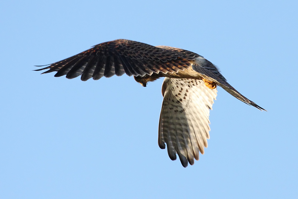 kestrel