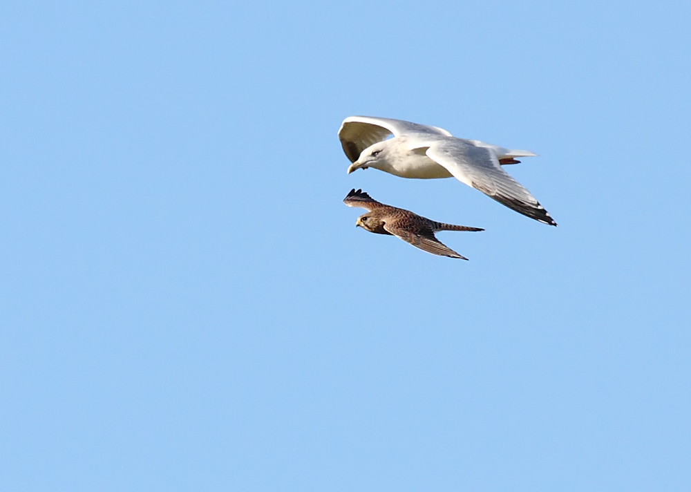 kestrel and gull