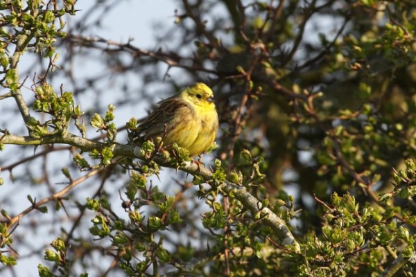 yellowhammer