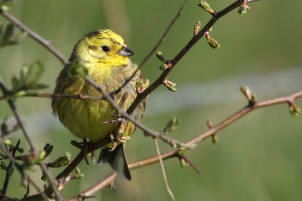 yellowhammer
