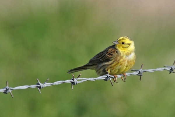 yellowhammer