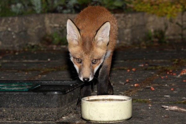 fox cub