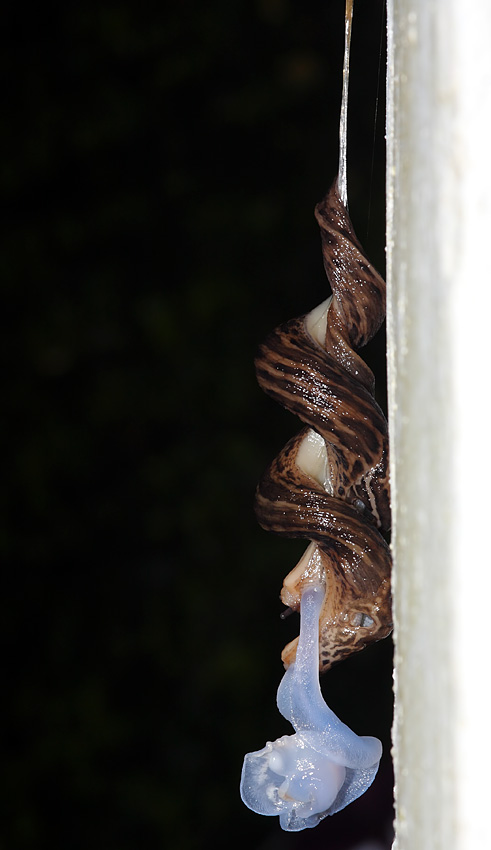 Slug Mating Ritual Animal behaviour | Everything is Permuted