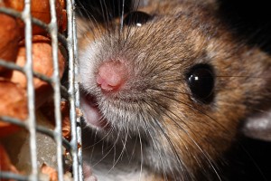 wood mouse