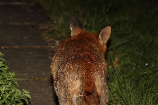 fox