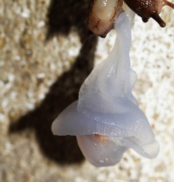 Slug Mating Ritual Around the Garden | Everything is Permuted