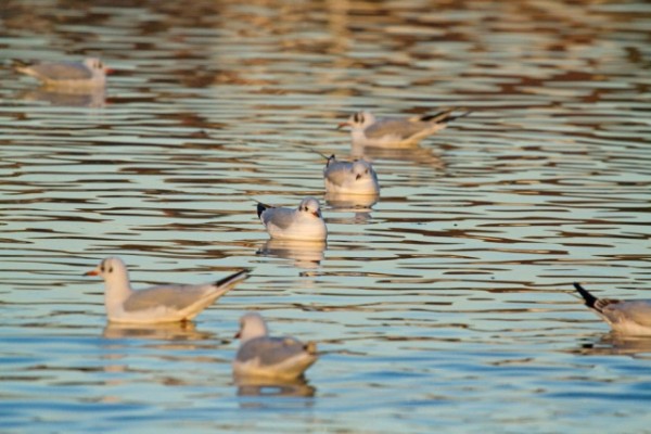 black-headed gulls