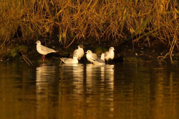 black-headed gulls