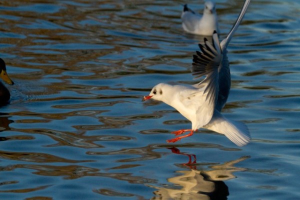 black-headed gull