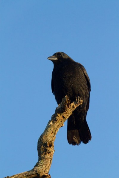 crow