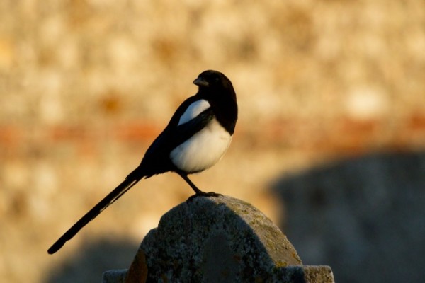 magpie
