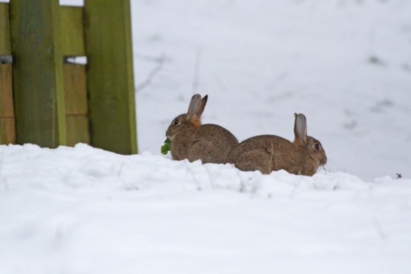 Blizzard! | Everything is Permuted