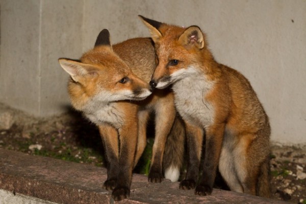 A Pair of Fox Cubs | Everything is Permuted