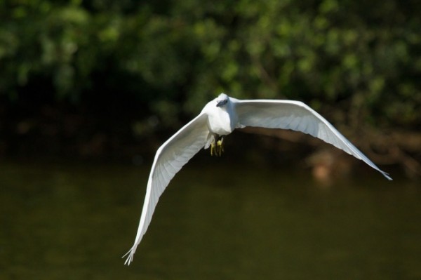 little egret
