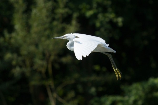 little egret