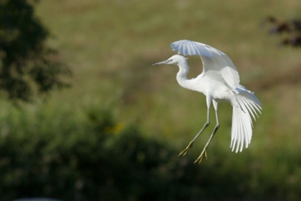 little egret