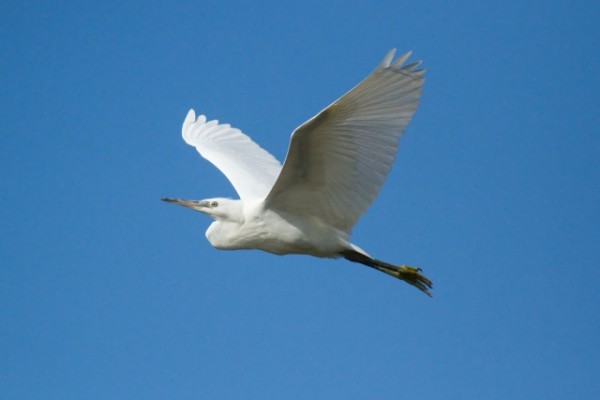 little egret