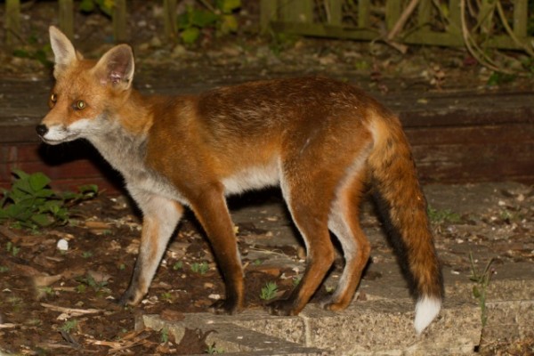 fox