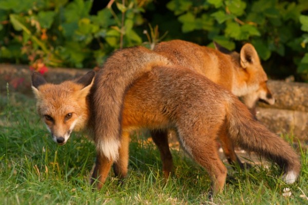 fox cubs