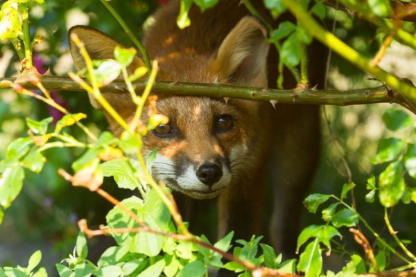 Fox