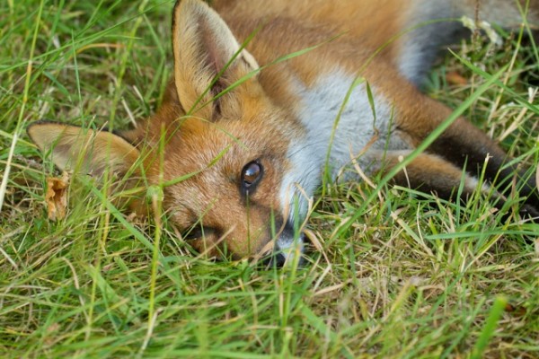 Fox