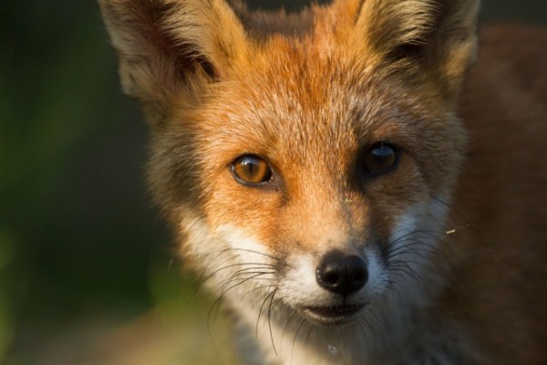 Fox cub