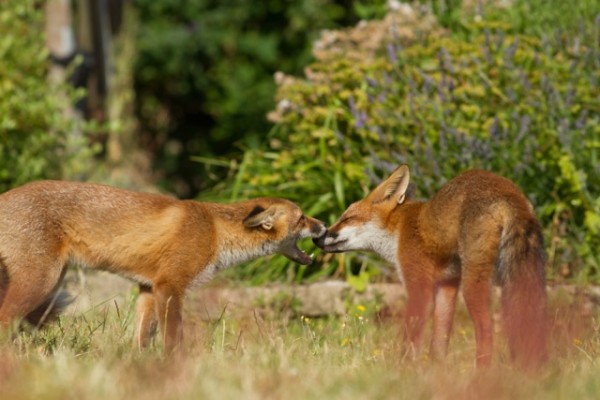 fox cubs