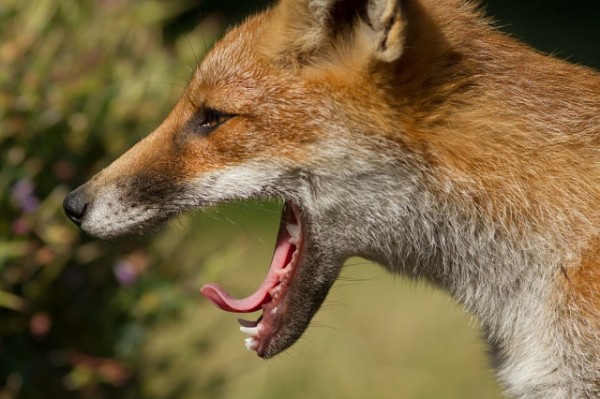fox cub