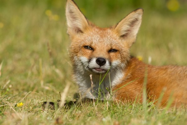 fox cub