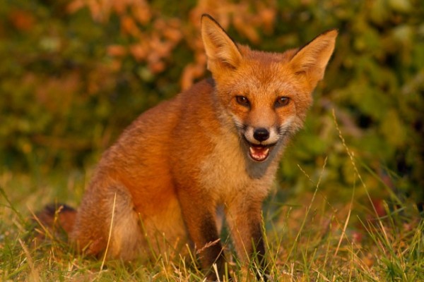 fox