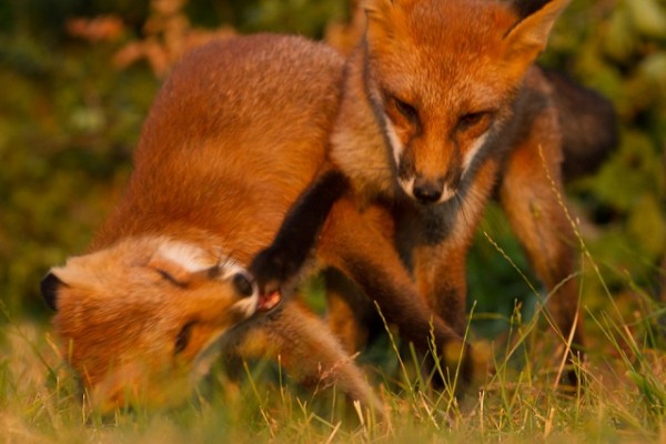 two young foxes