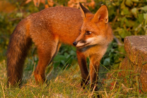 young fox