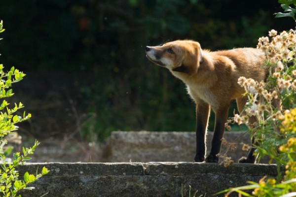 fox