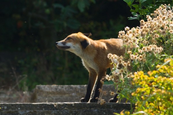 fox
