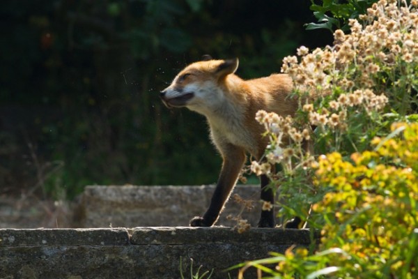 fox
