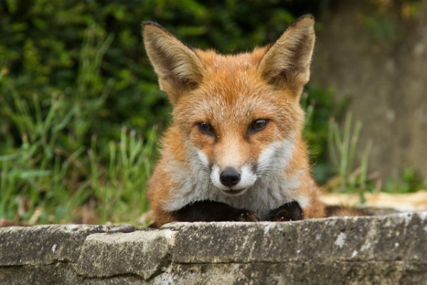 fox