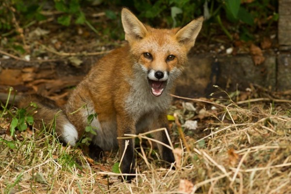 fox