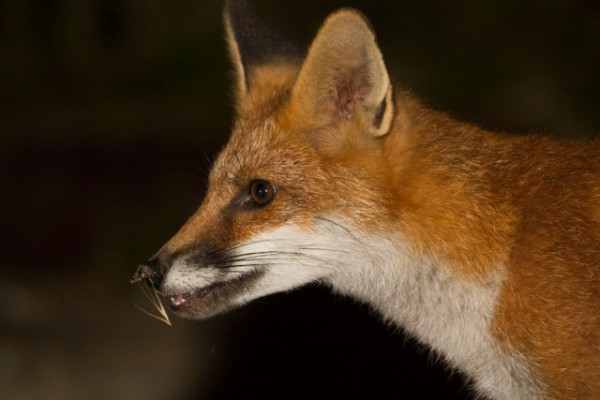 fox portrait