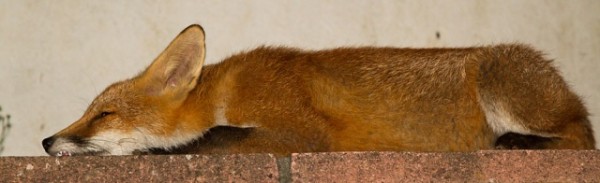 fox