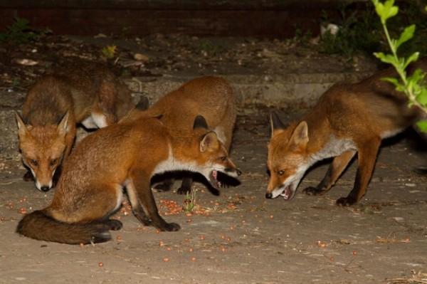 Group of foxes at night