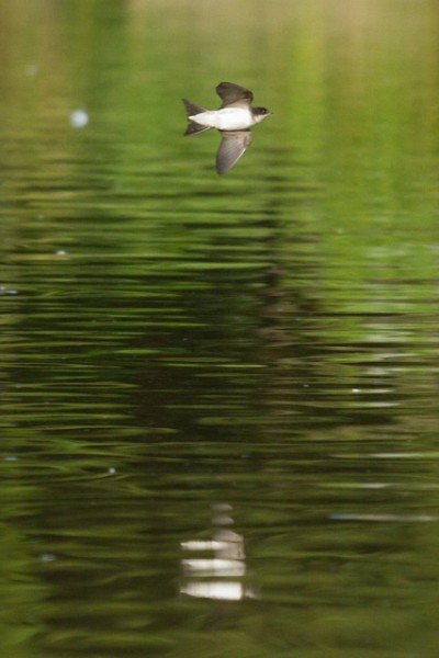 House martin